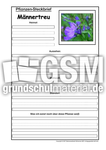 Pflanzensteckbrief-Männertreu.pdf